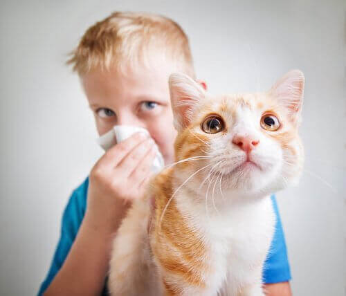 Allergisk mot kattpäls: Varför påverkas så många människor?