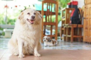 Sju tecken på artrit hos hundar