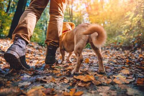 De absolut bästa hundraserna för vandring