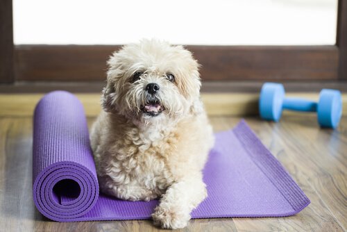 Har du hört talas om gym för hundar?