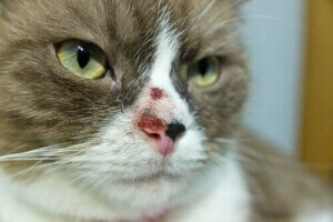 Hudcancer hos katter - orsaker och behandling