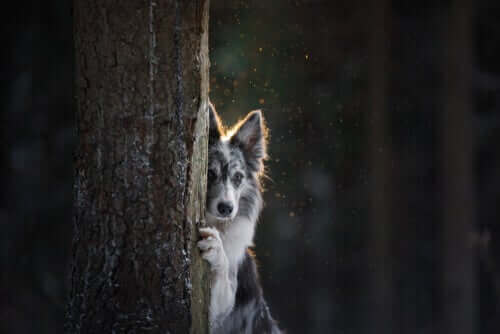 EN hund som gömmer sig bakom ett träd.