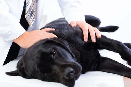 En hund som har ont undersöks hos veterinär.