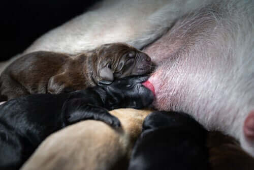 Nyfödda hundvalpar som diar sin mamma.