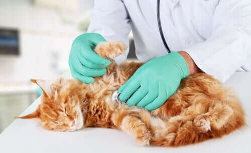 Katt på besök hos veterinären.