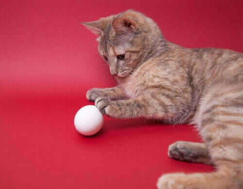 Katt leker med äggformad boll.