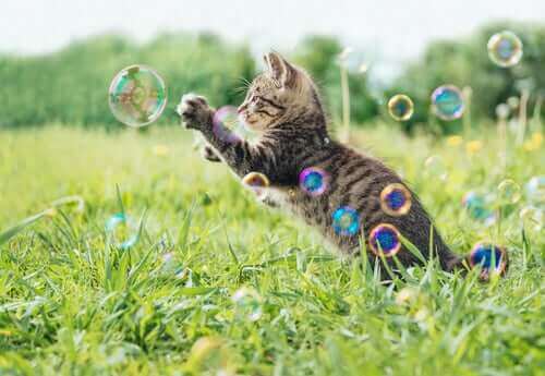 En kattunge som leker med såpbubblor.