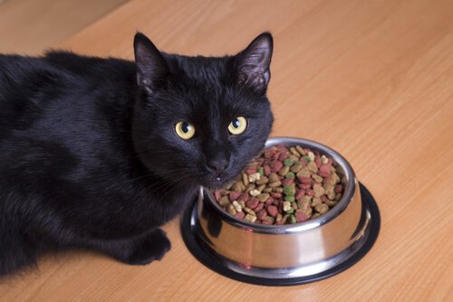 En svart katt som äter torrfoder.