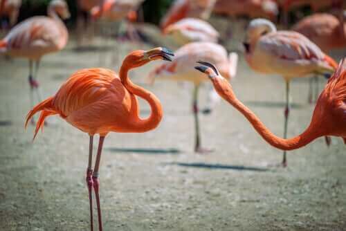 Två flamingos som är konkurrenter.