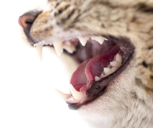 Närbild på kattens friska tänder.