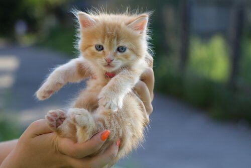 Orange kattunge blir hållen i handen.