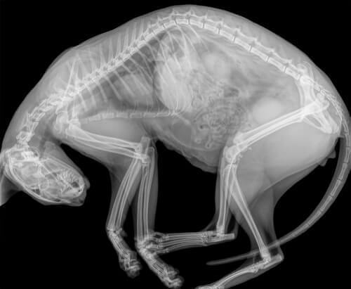 Röntgenbild på en katts kropp.