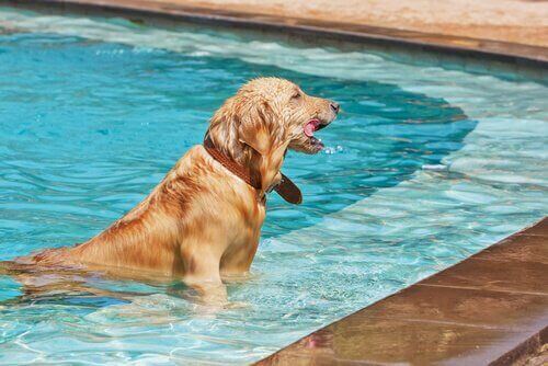 Hund simmar i pool.