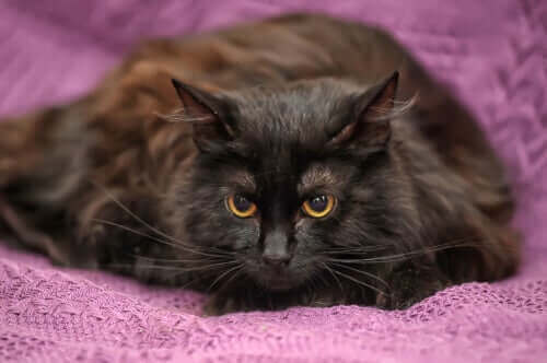 Katt med mörk svart päls.