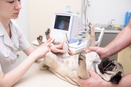 En hund som får ett ultraljud.