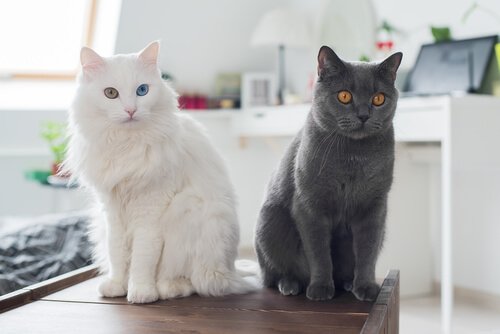 Två katter sitter på ett bord.