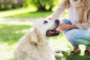 husdjur kan göra dig till en bättre människa: kvinna och hund