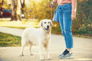 aktivera våra husdjur: hund på promenad