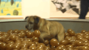 konstutställning för hundar: hund i bollhav
