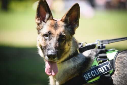 Att utbilda polishundar: Från tjänst till pension