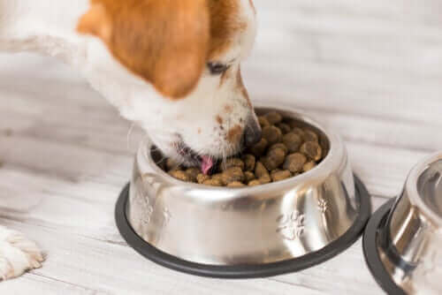 Näring och kostråd: Att utfodra en äldre hund