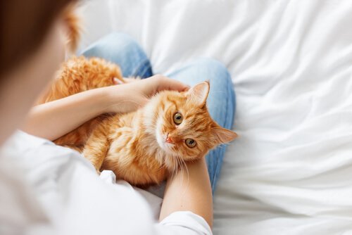 3 tips för att göra din katt mer social