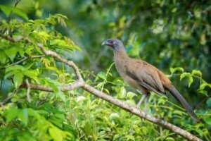 Rostgumpad chachalaca: En tropisk fågel