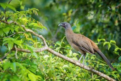 Rostgumpad chachalaca: En tropisk fågel