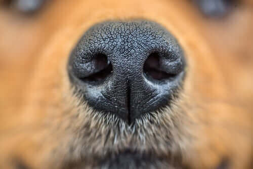 14 djur med högt utvecklade luktsinnen