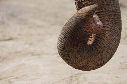 Elefanten använder sin snabel för att lukta.