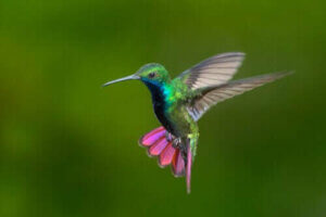 Färgglada kolibrier i Colombia och Venezuela