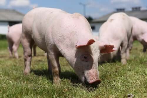 Patogenerna som skapar multifaktoriella luftvägsinfektioner hos grisar finns överallt.