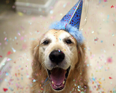 Hund firar födelsedag i partyhatt.