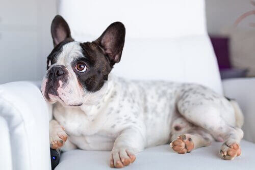 Hur påverkas hundar av att flytta: en hund som ligger på soffan.