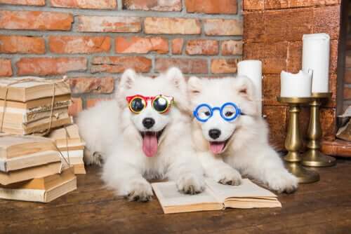 Hundar med solglasögon låtsas läsa.