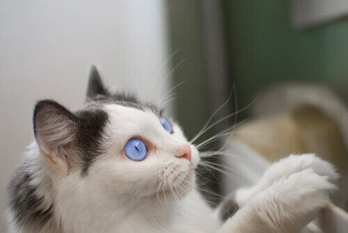 Katt med blå ögon.