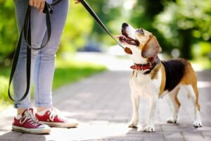 Hundträning: Hur du kan motivera din hund