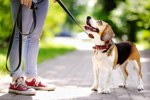 Hundträning: Hur du kan motivera din hund