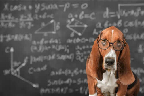 Är det möjligt att stimulera en hunds intelligens?