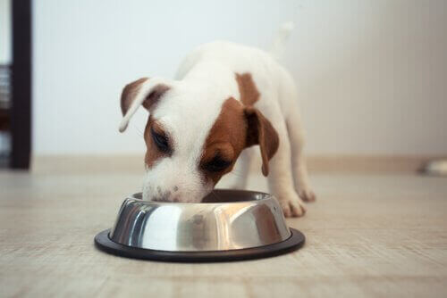 Vegetarisk kost för hundar: Kan en hund verkligen vara vegetarian?