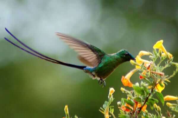 Venezuelasylfen är en art av färgglada kolibrier.