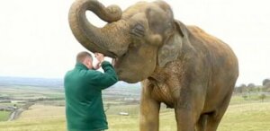 5 virala infektioner som kan påverka elefanter i fångenskap