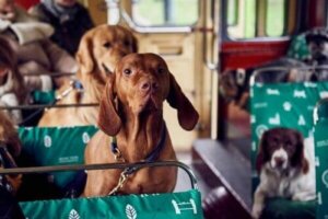 Den första turistbussen för hundar i London