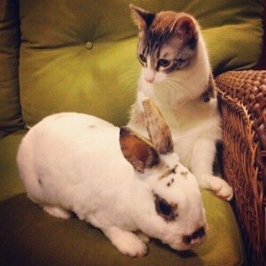 Able, katten med två ben, med en kanin