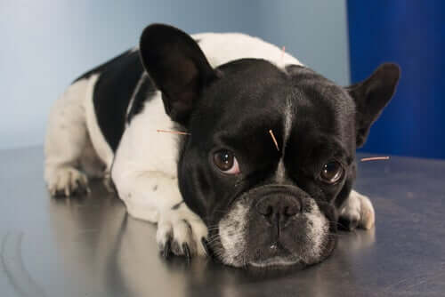 Hund med akupunkturnålar i huvudet.