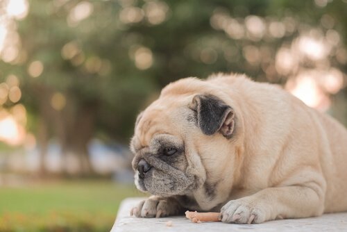 Hundar äter mindre under sommaren, varför?
