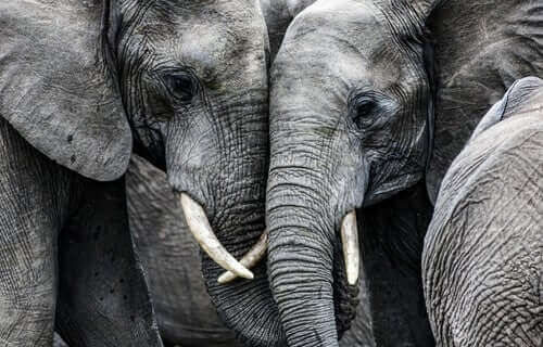 Elefanter kramas med snabeln.