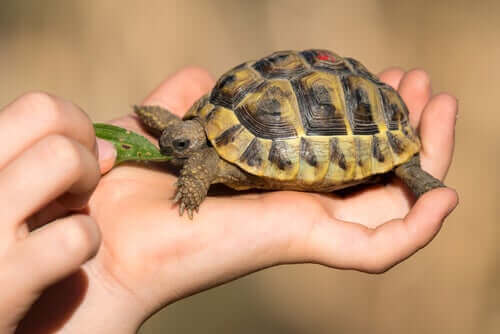 3 vanliga hälsoproblem hos tamsköldpaddor