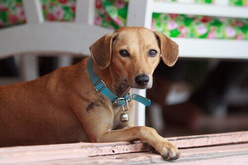 Hund med blått halsband sitter på verandan.