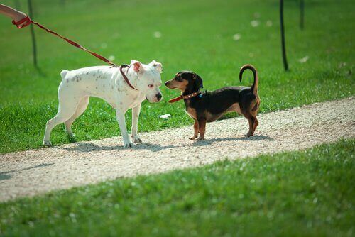 Varför sniffar hundar på varandra? Är det för att säga hej?